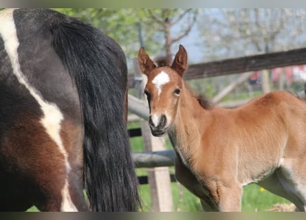 Deutsches Reitpony, Hengst, , 153 cm, Brauner