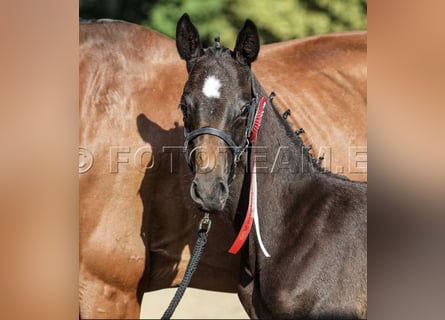Deutsches Reitpony, Hengst, Fohlen (06/2025), 155 cm