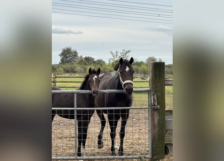 Deutsches Reitpony, Hengst, Fohlen (06/2024), Brauner