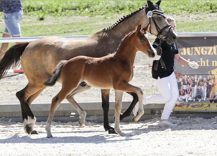 Deutsches Reitpony, Hengst, Fohlen (05/2025), Brauner