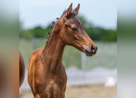 Deutsches Reitpony, Hengst, Fohlen (04/2026), Brauner