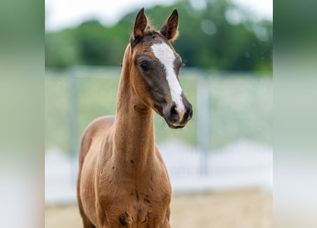 Deutsches Reitpony, Hengst, Fohlen (04/2026), Brauner