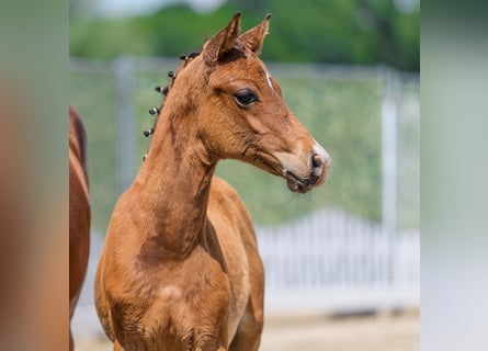 Deutsches Reitpony, Hengst, Fohlen (04/2026), Brauner