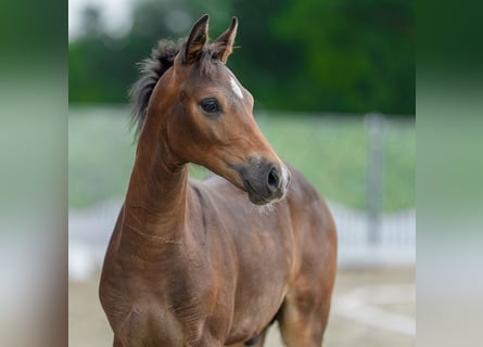 Deutsches Reitpony, Hengst, Fohlen (03/2026), Brauner