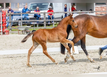 Deutsches Reitpony, Hengst, Fohlen (04/2024), Brauner