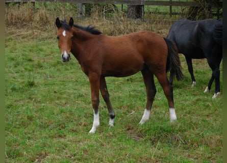 Deutsches Reitpony, Hengst, Fohlen (04/2026), Brauner