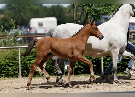 Deutsches Reitpony, Hengst, Fohlen (04/2026), Brauner