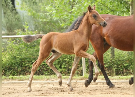 Deutsches Reitpony, Hengst, Fohlen (04/2024), Brauner