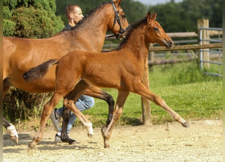 Deutsches Reitpony, Hengst, Fohlen (03/2024), Brauner