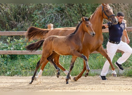 Deutsches Reitpony, Hengst, Fohlen (03/2025), Brauner
