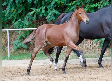 Deutsches Reitpony, Hengst, Fohlen (04/2024), Brauner