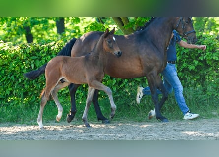 Deutsches Reitpony, Hengst, , Brauner