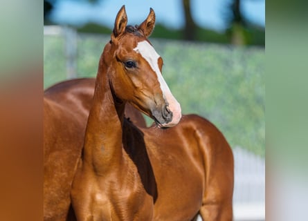Deutsches Reitpony, Hengst, Fohlen (04/2026), Brauner