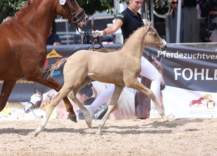 Deutsches Reitpony, Hengst, Fohlen (05/2025), Buckskin