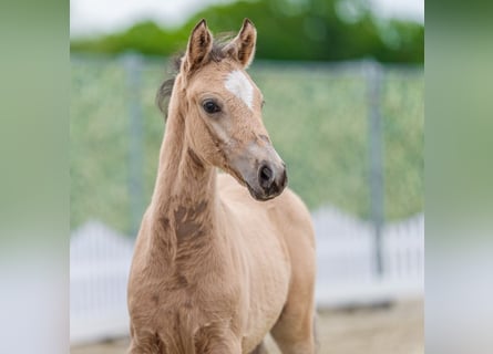 Deutsches Reitpony, Hengst, Fohlen (04/2026), Buckskin