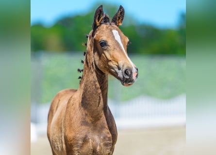 Deutsches Reitpony, Hengst, Fohlen (05/2026), Buckskin