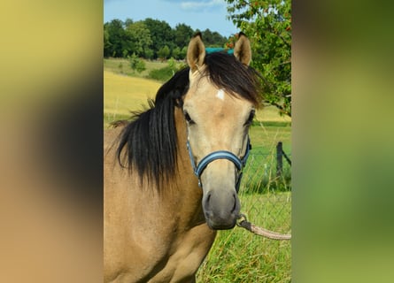 Deutsches Reitpony, Hengst, , Buckskin