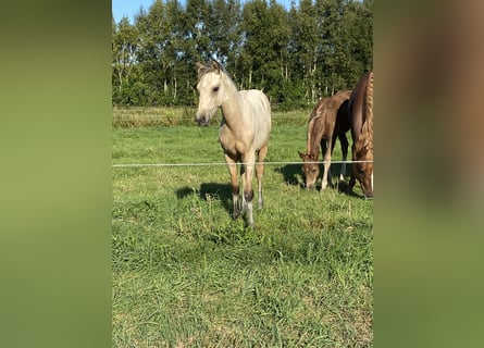 Deutsches Reitpony, Hengst, Fohlen (05/2025), Buckskin