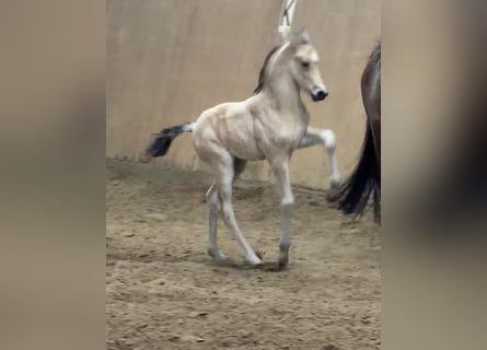 Deutsches Reitpony, Hengst, Fohlen (01/2026), Buckskin