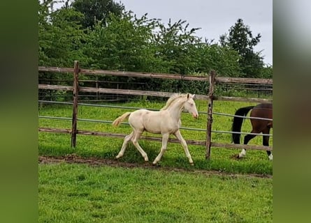 Deutsches Reitpony, Hengst, Fohlen (03/2024), Cremello