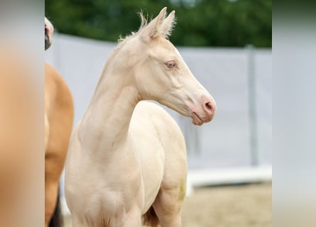 Deutsches Reitpony, Hengst, Fohlen (04/2024), Cremello