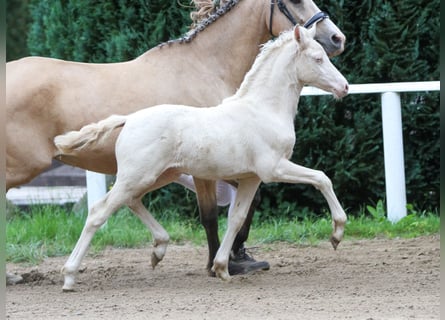 Deutsches Reitpony, Hengst, Fohlen (04/2024), Cremello