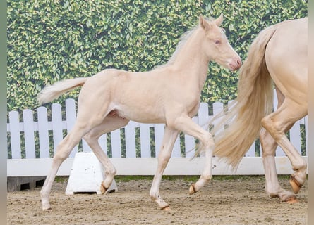 Deutsches Reitpony, Hengst, Fohlen (04/2026), Cremello