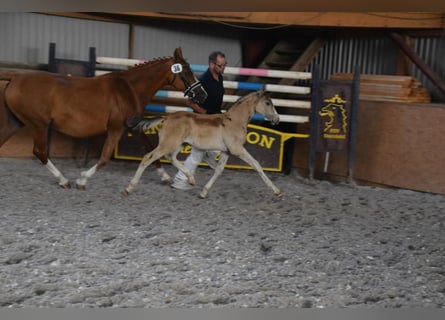 Deutsches Reitpony, Hengst, Fohlen (04/2023)