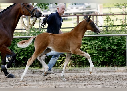 Deutsches Reitpony, Hengst, Fohlen (04/2026), Dunkelfuchs