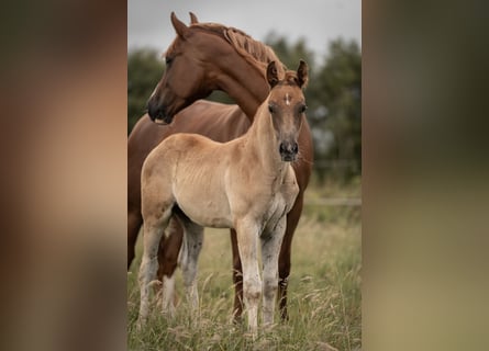 Deutsches Reitpony, Hengst, Fohlen (05/2025), Dunkelfuchs