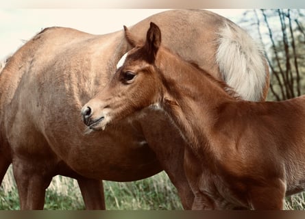 Deutsches Reitpony, Hengst, Fohlen (03/2024), Dunkelfuchs