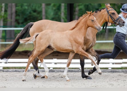 Deutsches Reitpony, Hengst, Fohlen (04/2025), Falbe