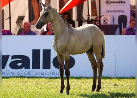 Deutsches Reitpony, Hengst, Fohlen (04/2024), Falbe