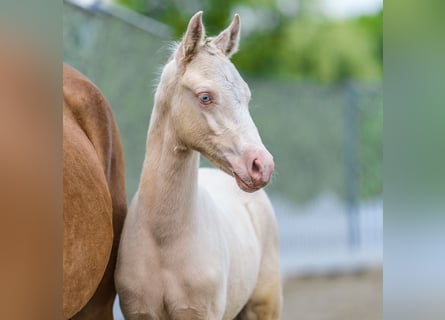 Deutsches Reitpony, Hengst, Fohlen (04/2026), Falbe