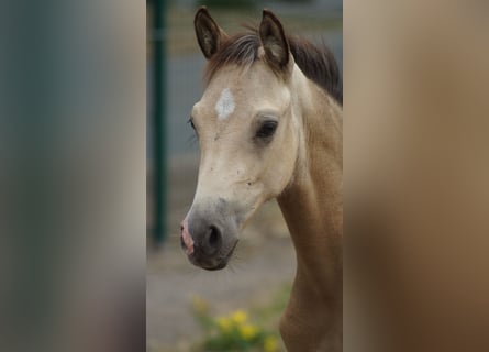 Deutsches Reitpony, Hengst, Fohlen (05/2026), Falbe