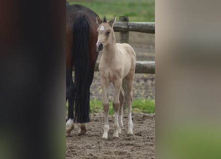 Deutsches Reitpony, Hengst, Fohlen (05/2026), Falbe