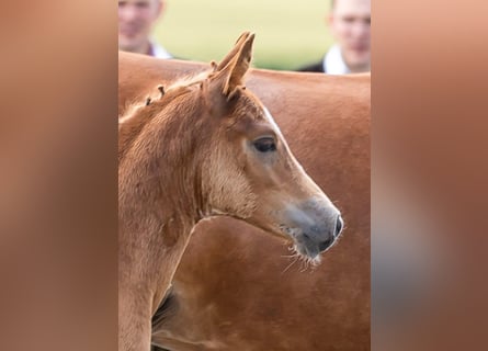 Deutsches Reitpony, Hengst, Fohlen (05/2024), Fuchs