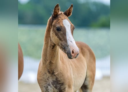 Deutsches Reitpony, Hengst, Fohlen (04/2026), Fuchs