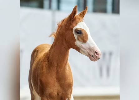 Deutsches Reitpony, Hengst, Fohlen (04/2024), Fuchs