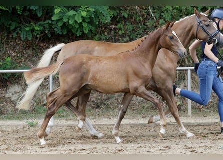 Deutsches Reitpony, Hengst, Fohlen (03/2026), Fuchs