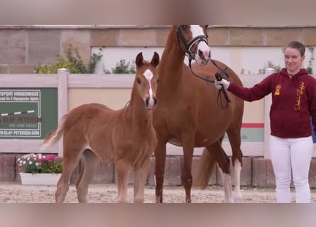 Deutsches Reitpony, Hengst, Fohlen (04/2024), Fuchs