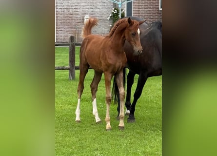 Deutsches Reitpony, Hengst, Fohlen (01/2026), Fuchs