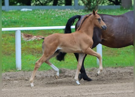 Deutsches Reitpony, Hengst, Fohlen (05/2024), Fuchs