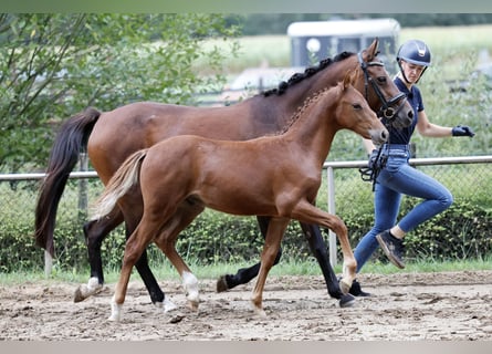 Deutsches Reitpony, Hengst, Fohlen (04/2026), Fuchs