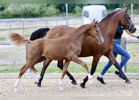 Deutsches Reitpony, Hengst, Fohlen (01/2026), Fuchs