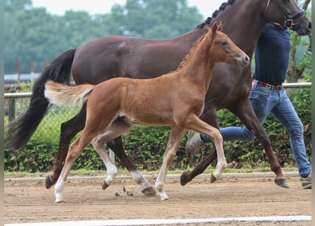 Deutsches Reitpony, Hengst, Fohlen (03/2024), Fuchs