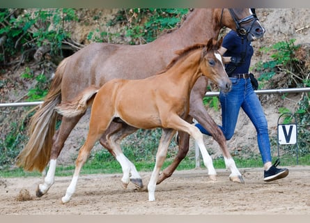 Deutsches Reitpony, Hengst, Fohlen (04/2025), Fuchs