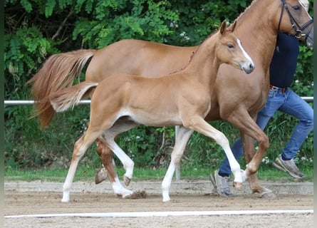 Deutsches Reitpony, Hengst, Fohlen (03/2024), Fuchs