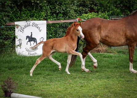 Deutsches Reitpony, Hengst, , Fuchs