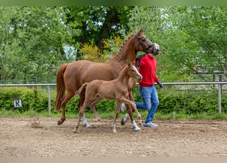 Deutsches Reitpony, Hengst, , Fuchs